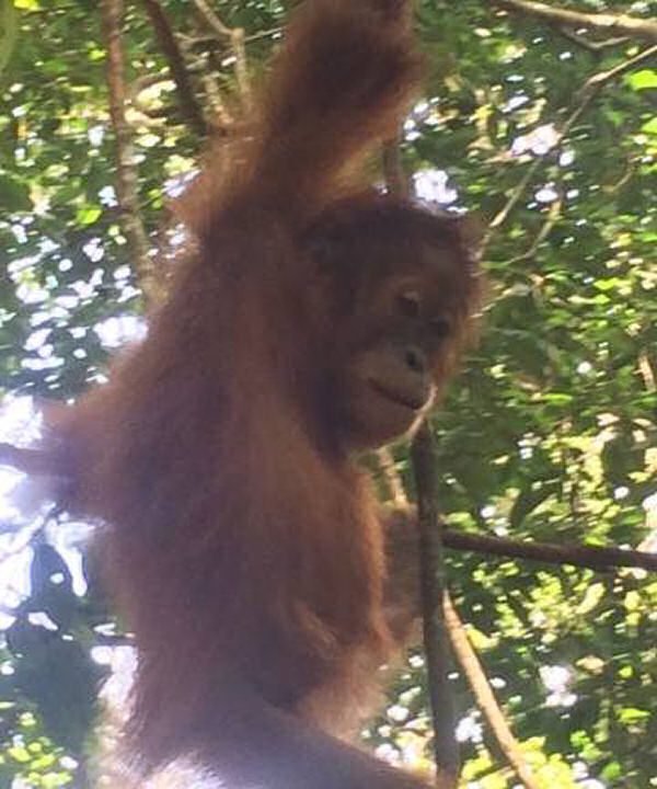 Bukit Lawang