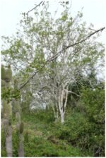 PALO SANTO Wood Incense 50g-1kg (8-200 sticks) Meditation - Image 10