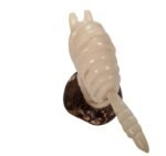Tagua Carving Armadillo