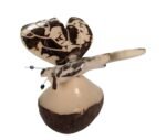 Tagua Carving Butterfly