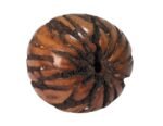 Tagua Nut