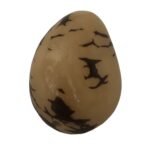 Marbled Tagua Nut