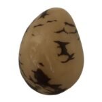 Marbled Tagua Nut