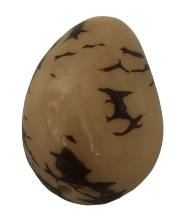 Marbled Tagua Nut