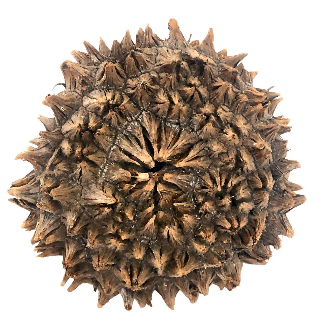 513741_1eef7fe6-8a63-4964-b267-7658a2655e330.jpg Mocococha Tagua