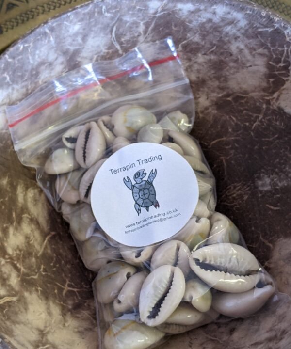 Moroccan Cowrie Shells