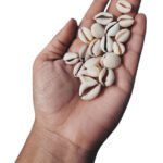 Moroccan Cowrie Shells
