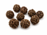 Job Lot 9 Mukhi Rudraksha Seeds Beads Shiva Tear Meditation