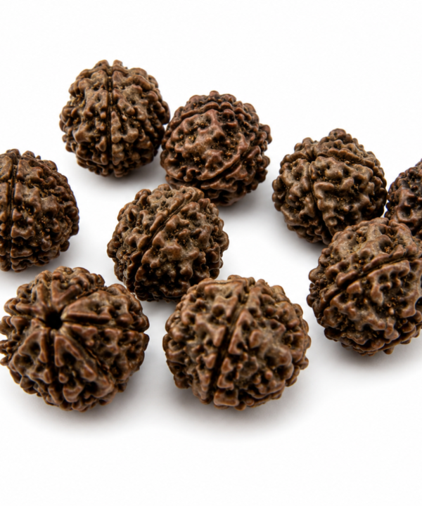 Job Lot 9 Mukhi Rudraksha Seeds Beads Shiva Tear Meditation