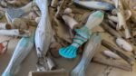 RRP384 NEW Job Lot 36 x Driftwood Wall Art Fish Boats etc Signs Mobiles - Image 9