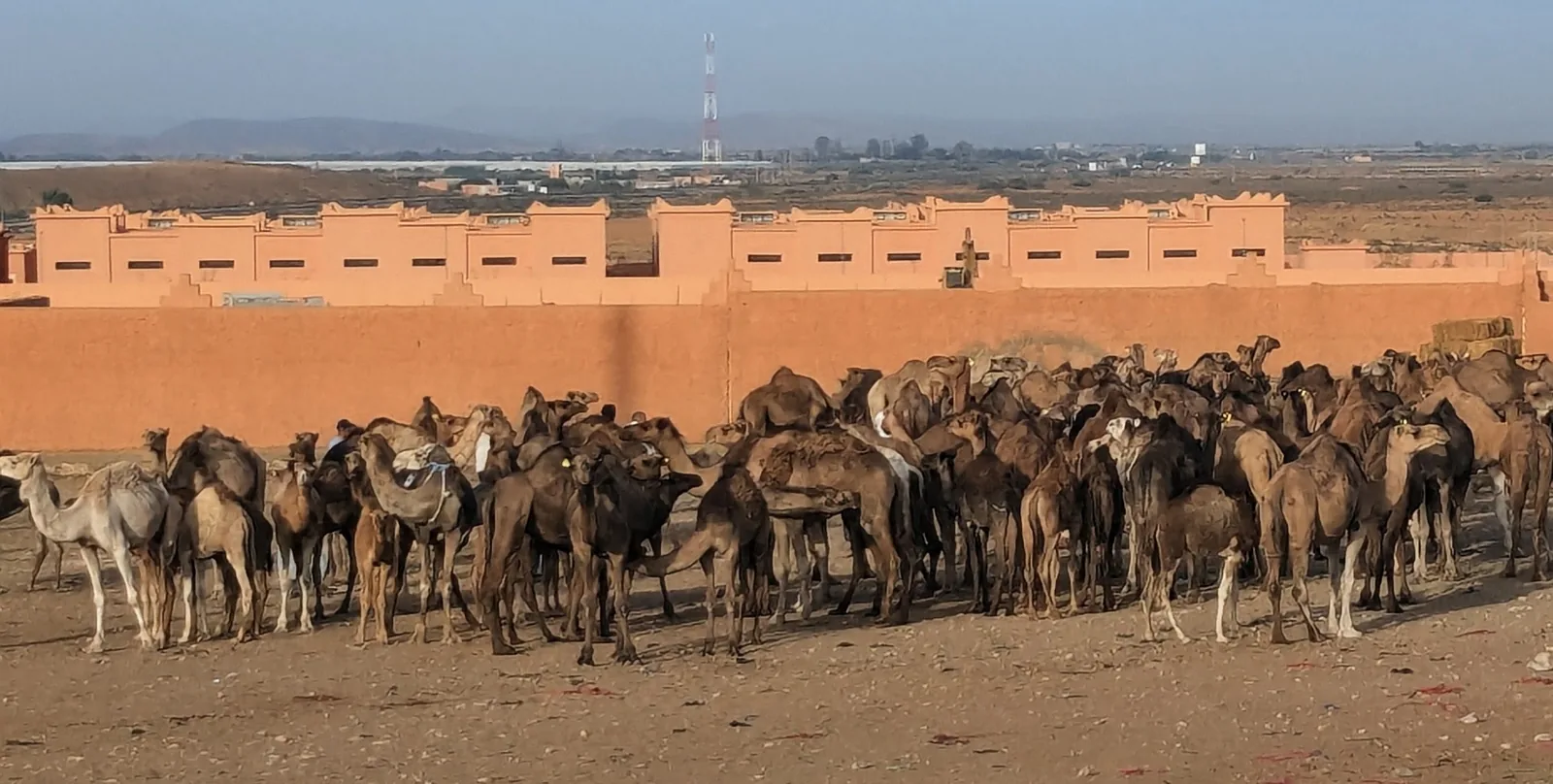 Large group of camels gathered at the livestock market in Guelmim