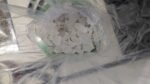 430G RAW MOROCCAN | SAHARAN VOLCANIC ALUM ROCKS & POWDER - Image 4