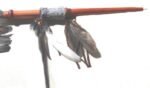 Fair Trade 52Cm Peace Pipe Hand Carved Native American Indian Inspired Wing - Image 9